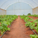 greenhouse-spinach